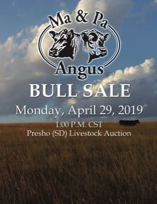 Ma and Pa Angus Bull Sale 2019